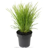 Lomandra Lime Tuff - Alternate photo