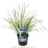 Lomandra Tanika® - Plant photo