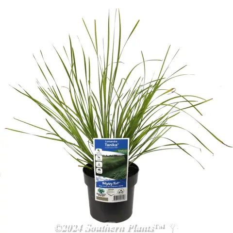 Lomandra Tanika®