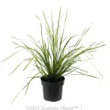 Lomandra Tanika® - Alternate photo