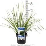 Lomandra Tanika® - Product photo