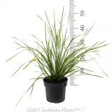Lomandra Tanika® - Reference photo
