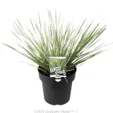Lomandra White Sands - Plant photo