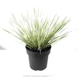 Lomandra White Sands - Alternate photo