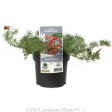 Lotus Red Flash - Plant photo