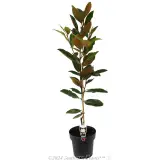 Magnolia 'Little Gem' - Plant photo