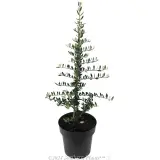 Olive Bambalina - Plant photo