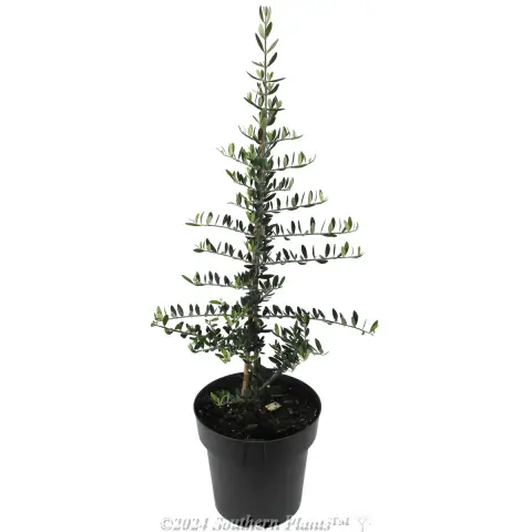 Olive Bambalina