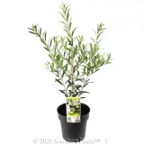 Olive Dwarf Fruiting
 Olea spp Olive. Shaken, Not Stirred - Plant photo