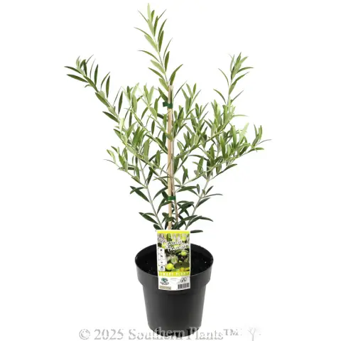 Olive Dwarf Fruiting
 Olea spp Olive. Shaken, Not Stirred