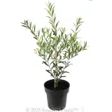 Olive Dwarf Fruiting
 Olea spp Olive. Shaken, Not Stirred - Alternate photo