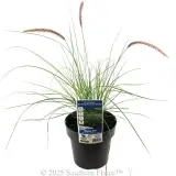 Swamp Foxtail Grass - Plant photo