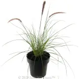 Swamp Foxtail Grass - Alternate photo