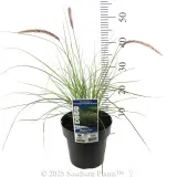 Swamp Foxtail Grass - Product photo
