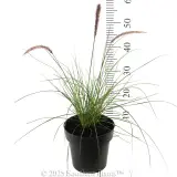 Swamp Foxtail Grass - Reference photo