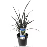 Phormium Black Rage - Plant photo