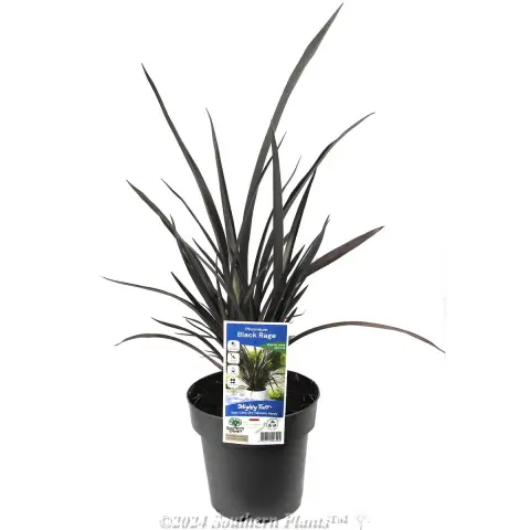 Phormium Black Rage