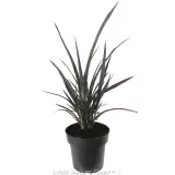 Phormium Black Rage - Alternate photo
