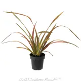 Phormium Jester - Alternate photo