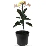 Photinia Red Robin - Alternate photo