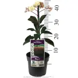 Photinia Red Robin - Product photo