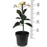 Photinia Red Robin - Reference photo