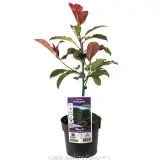 Photinia Robusta - Plant photo