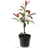 Photinia Robusta - Alternate photo
