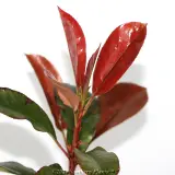 Photinia Robusta - Detail photo