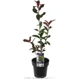 Photinia Thin Red - Plant photo
