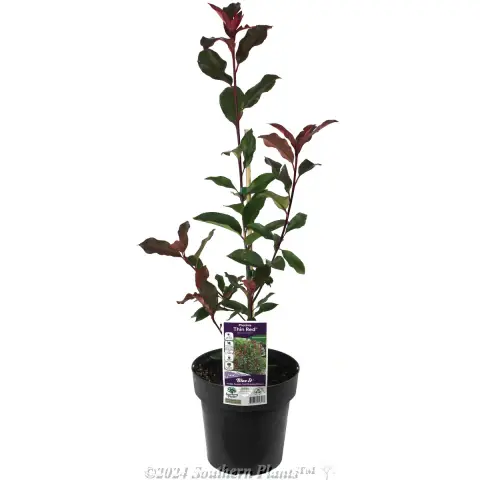 Photinia Thin Red