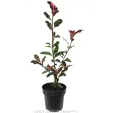Photinia Thin Red - Alternate photo