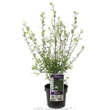 Pittosporum Fast Screen - Plant photo
