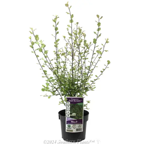 Pittosporum Fast Screen