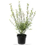 Pittosporum Fast Screen - Alternate photo