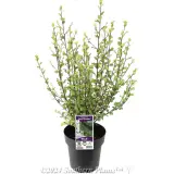 Pittosporum Fast Screen - Plant photo