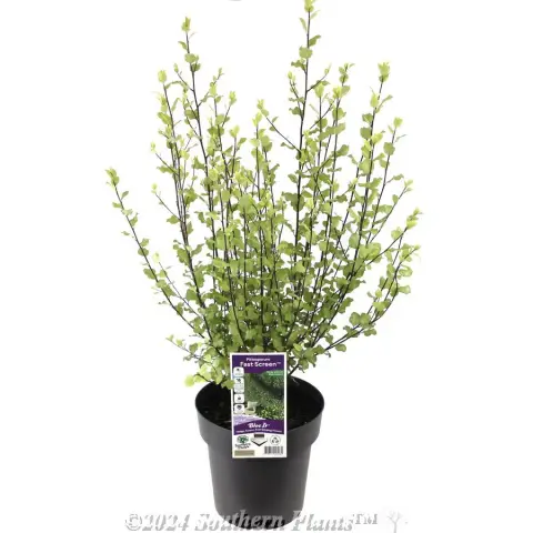 Pittosporum Fast Screen