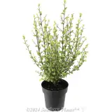 Pittosporum Fast Screen - Alternate photo