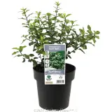 Pittosporum Golf Ball - Plant photo