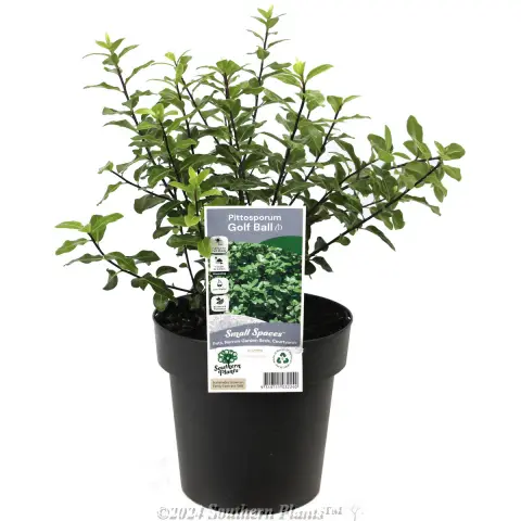 Pittosporum Golf Ball