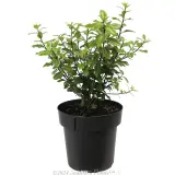 Pittosporum Golf Ball - Alternate photo
