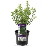 Green Pillar Pittosporum - Plant photo