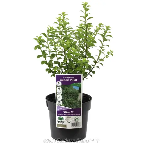 Green Pillar Pittosporum
