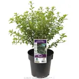 Green Pillar Pittosporum - Plant photo
