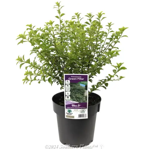Green Pillar Pittosporum