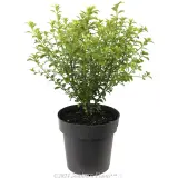 Green Pillar Pittosporum - Alternate photo