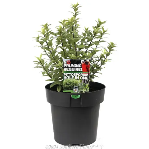 Pittosporum Hole in One