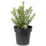 Pittosporum Hole in One - Alternate photo