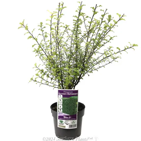 Pittosporum Screen Between