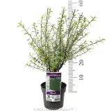 Pittosporum Screen Between - Product photo
